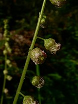 Tellima grandiflora