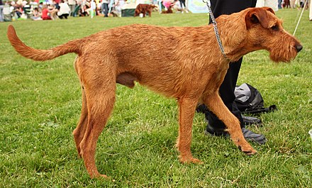 An Irish Terrier with an un-docked tail