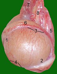 Testicle of a cat: 1: Extremitas capitata, 2: Extremitas caudata, 3: Margo epididymalis, 4: Margo liber, 5: Mesorchium, 6: Epididymis, 7: testicular artery and vene, 8: Ductus deferens