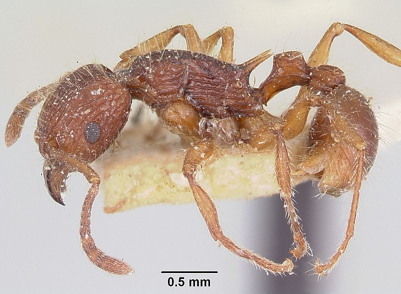 File:Tetramorium andrei casent0101821 profile 1.jpg