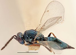 Tetrastichus pachycerus