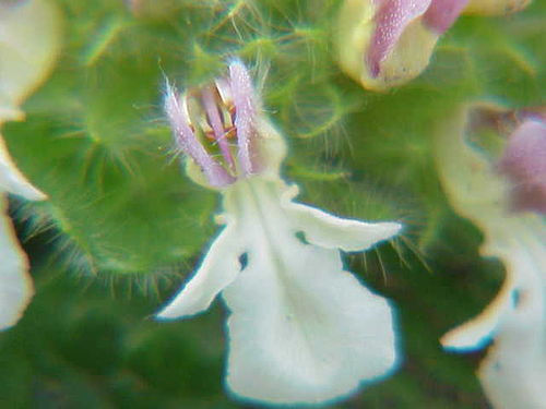 Teucrium pyrenaicum0.jpg