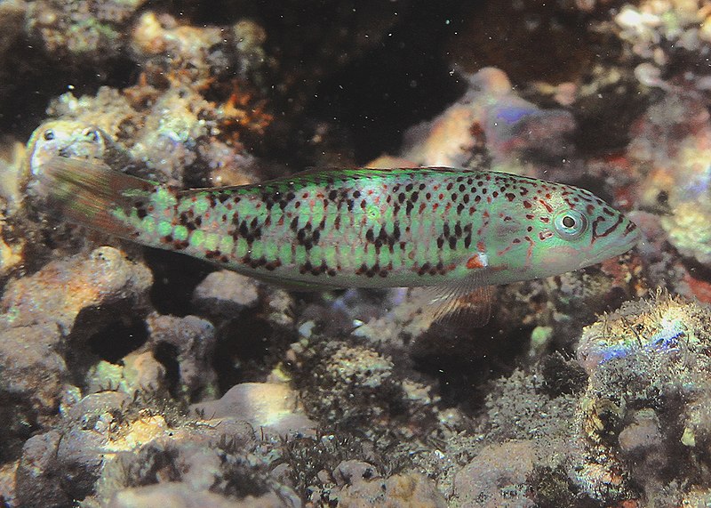 File:Thalassoma purpureum (jeune individu en phase initiale).jpg