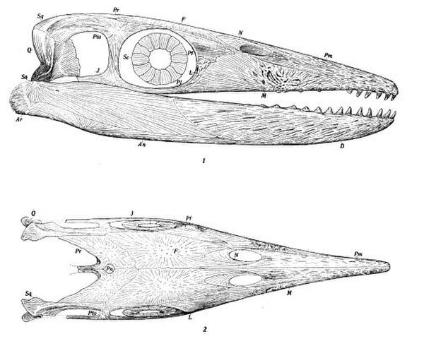 An early reconstruction of Thalattosaurus alexandrae by John C. Merriam