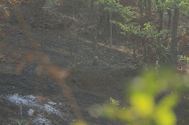 File:The Indian grey mongoose (Urva edwardsii) mating 2.jpg