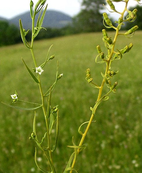 File:Thesium pyrenaicum inflorescence (18).jpg