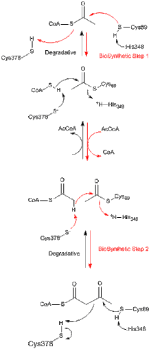 Thiolase Mechanism. The two-step, ping-pong mechanism for the thiolase reaction. Red arrows indicate the biosynthetic reaction; Black arrows trace the degradative reaction. In both directions, the reaction is initiated by the nucleophilic attack of Cys89 on the substrate to form a covalent acetyl-enzyme intermediate. Cys89 is activated for nucleophilic attack by His348, which abstracts the sulfide proton of Cys89. In the second step of both the biosynthetic and degradative reactions, the substrate nucleophilically attacks the acetyl-enzyme intermediate to yield the final product and free enzyme. This nucleophilic attack is activated by Cys378, which abstracts a proton from the substrate. Thiolase Mechanisim.gif