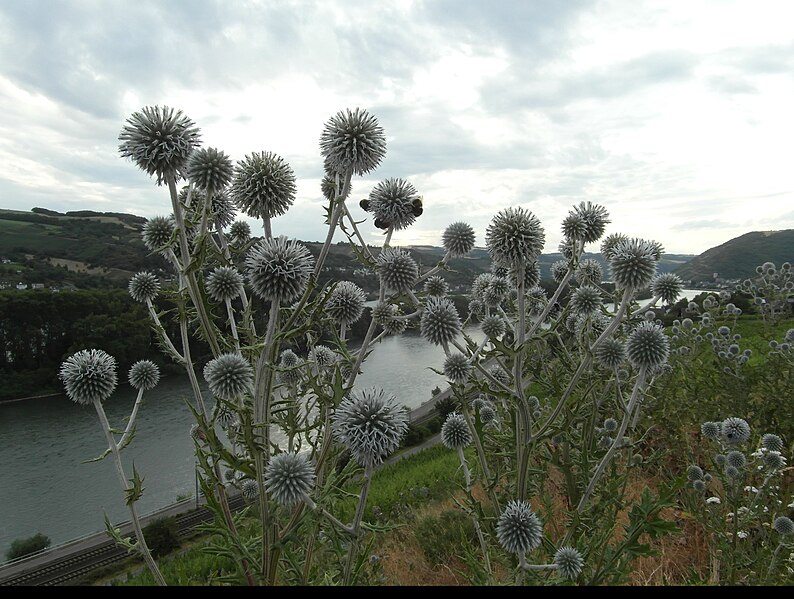 File:Thistles, Lorch.jpg