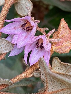 <i>Thomasia triphylla</i>