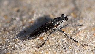 <i>Stichopogon trifasciatus</i> Species of fly