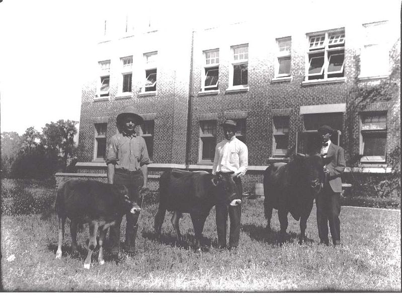 File:Three Jersey Bulls of the Fla. Agric. Expt. Sta. Campus April 18, 1915 JM Scott.jpg