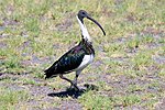 Threskiornis spinicollis -Bunbury, Western Australia, Australia-8.jpg