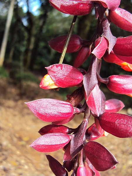 File:Thunbergia coccinea - Scarlet Clock Vine 06.JPG