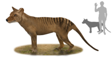 Thylacine.png