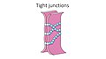 Tight junctions