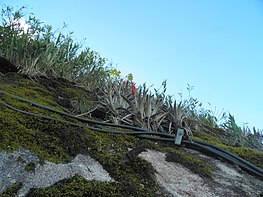 Tillandsia