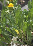 Inyo tonestus, stem flower bracts leaves