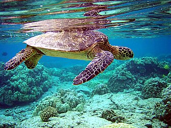 Une tortue verte (Chelonia mydas) sous l’eau. (définition réelle 2 000 × 1 500)