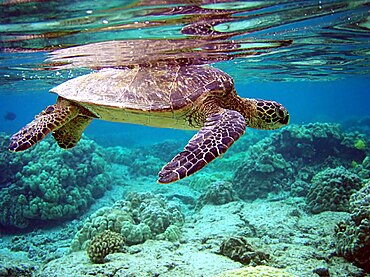 The green sea turtle migrates between its nesting sites and its coastal foraging areas. Total internal reflection of Chelonia mydas.jpg