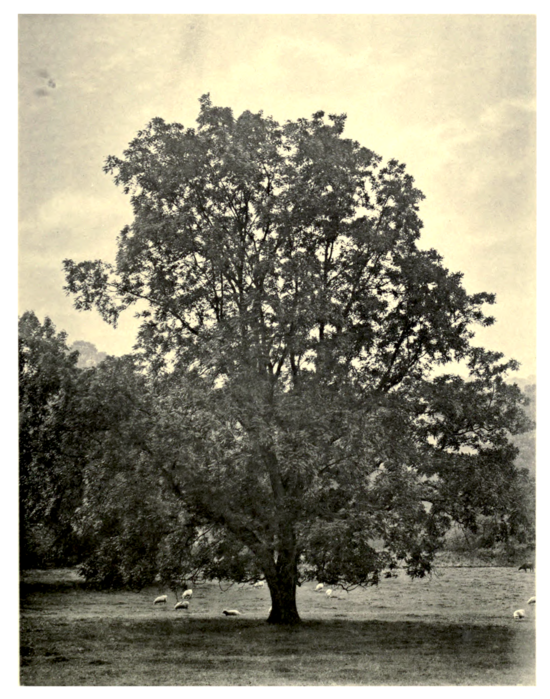 Plate 77: Black Walnut at the Mote