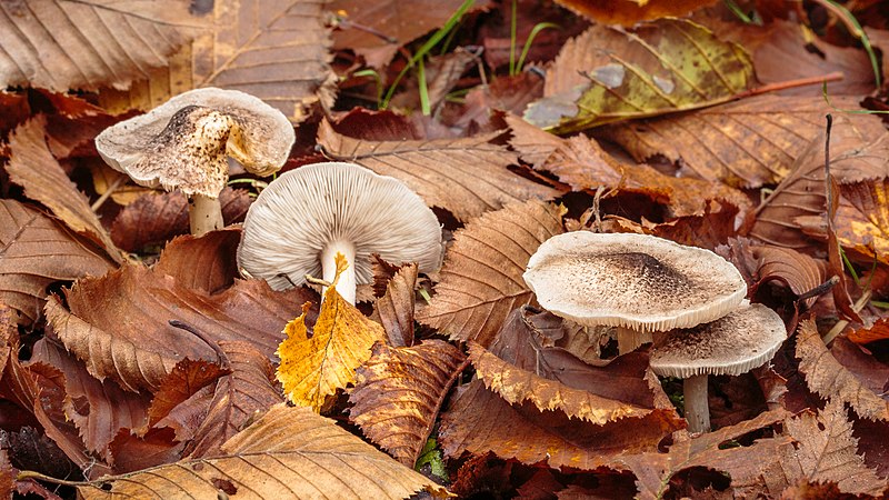 File:Tricholoma. Locatie, Paddenstoelenreservaat. 31-10-2022. (actm.) 10.jpg