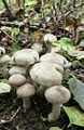 Tricholoma cingulatum