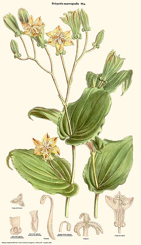 Descrição da imagem Tricyrtis macropoda (Curtis) .jpg.