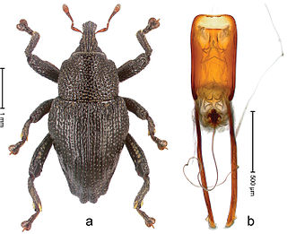 <i>Trigonopterus dimorphus</i> Species of beetle