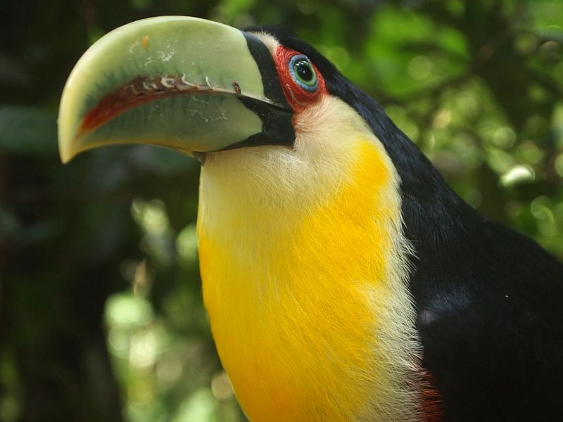 File:Tucano-de-bico-verde Ramphastos Dicolorus.jpg