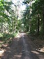 Las w zachodniej części Tulec (Forest in west part of Tulce)