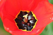 Tulipa