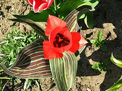 Description de l'image Tulipa greigii 3.jpg.