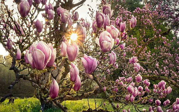 Tulpen-Magnolien im Morgentau. (Magnolia × soulangeana)