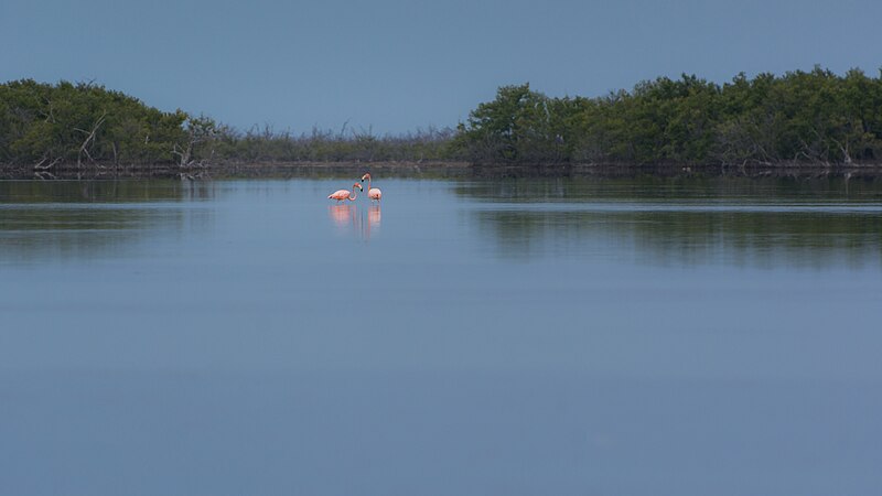 File:Two Flamingos (48234912257).jpg