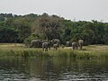 African bush elephants