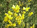 荊豆 (Ulex europaeus)