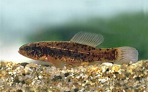 Hungarian dogfish (Umbra krameri)