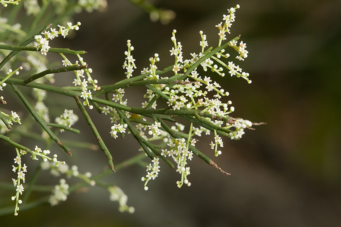 Leptomeria