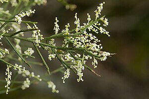 Το είδος Leptomeria drupacea