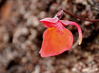 Utricularia quelchii