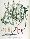 Vaccinium macrocarpon — Flora Batava — Volume v14.jpg