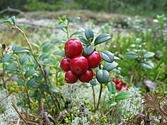 Брусника кустики. Брусника кустарничек. Vaccinium Vitis-idaea. Куст брусники. Амерланд брусника.