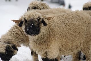 Valais Blacknose Swiss breed of sheep