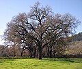Valley oak.jpg
