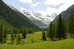 Vignette pour Forêts de conifères et mixtes des Alpes