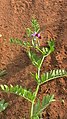 vece di coûteure (Vicia sativa)