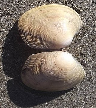 <i>Venerupis decussata</i> Species of bivalve