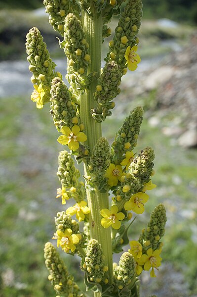 File:Verbascum sp., Sno, Georgia (52329883542).jpg