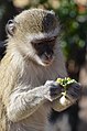 Deutsch: Meerkatzen English: Vervet monkeys