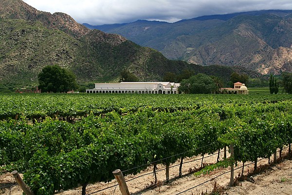 Vineyard in Cafayate, Argentina
